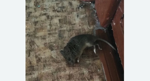 Дезинфекция от мышей в Котово