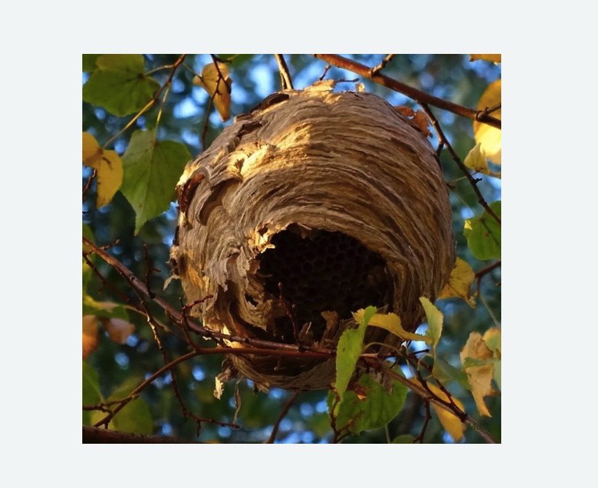 Обработка от шершней в Котово