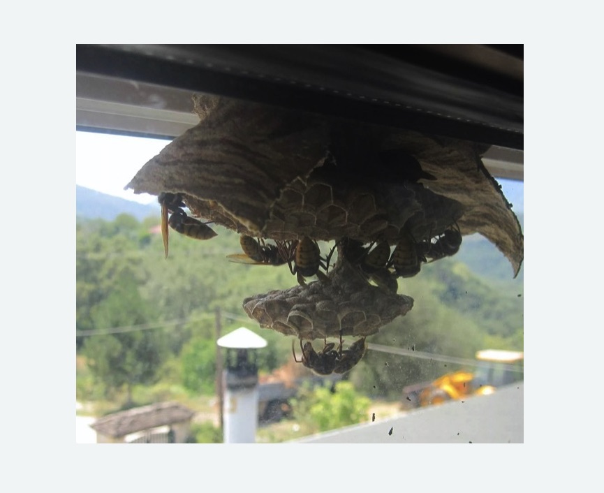 Уничтожение гнёзд шершней в Котово