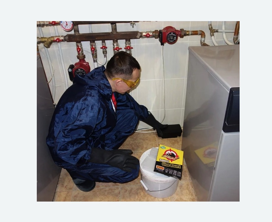 Уничтожение крыс Уничтожение крыс в Котово